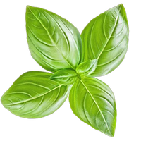Basil