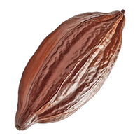 Cocoa