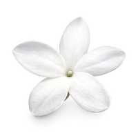 Jasmine