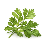 Coriander