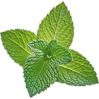 Mint