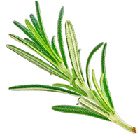 Rosemary