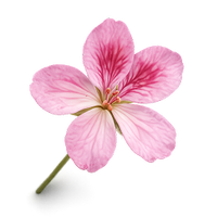Geranium