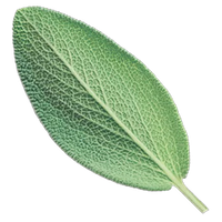 Sage