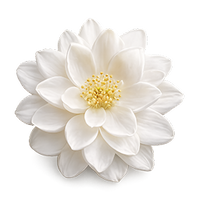 White blossoms