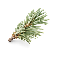Cedar