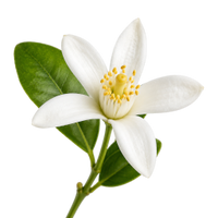 Orangenblüte